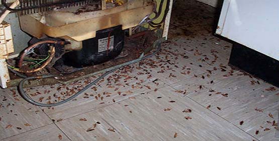 Санэпидемстанция от тараканов в Йошкар-Оле, вызвать, цены