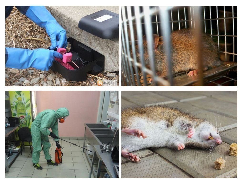 Фирма по уничтожению грызунов, крыс и мышей в Йошкар-Оле