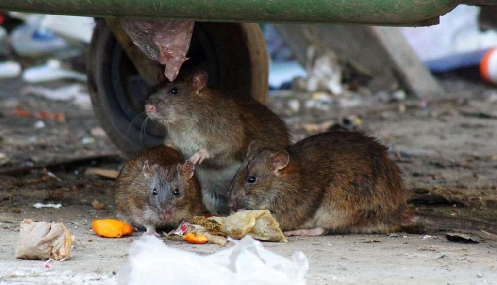 Травить грызунов крыс и мышей в Йошкар-Оле