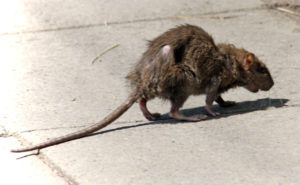 Фирма по уничтожению грызунов, крыс и мышей в Йошкар-Оле