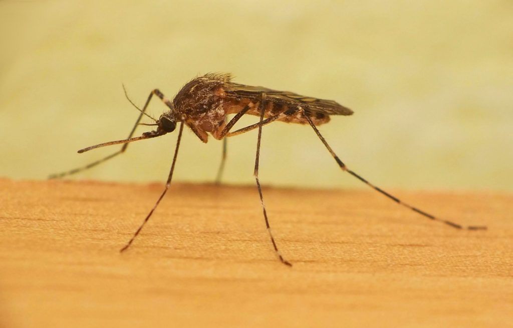 Уничтожение комаров в Йошкар-Оле