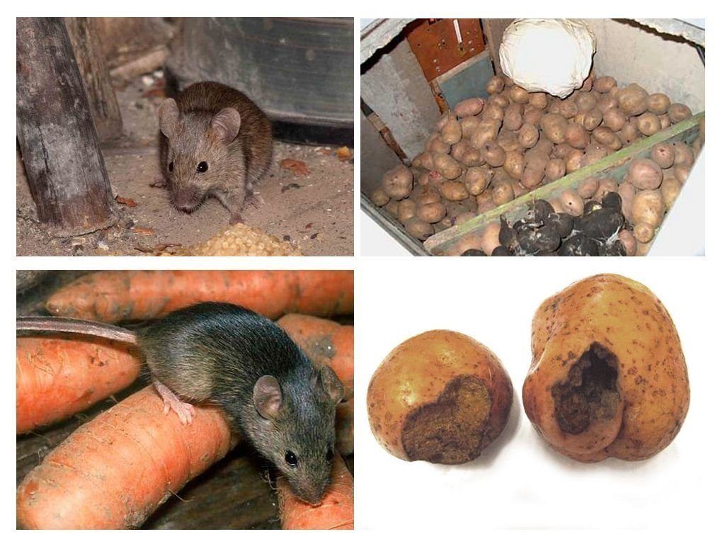 Обработка от грызунов крыс и мышей в Йошкар-Оле