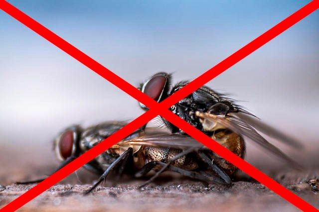 Профессиональное уничтожение мух в Йошкар-Оле с гарантией