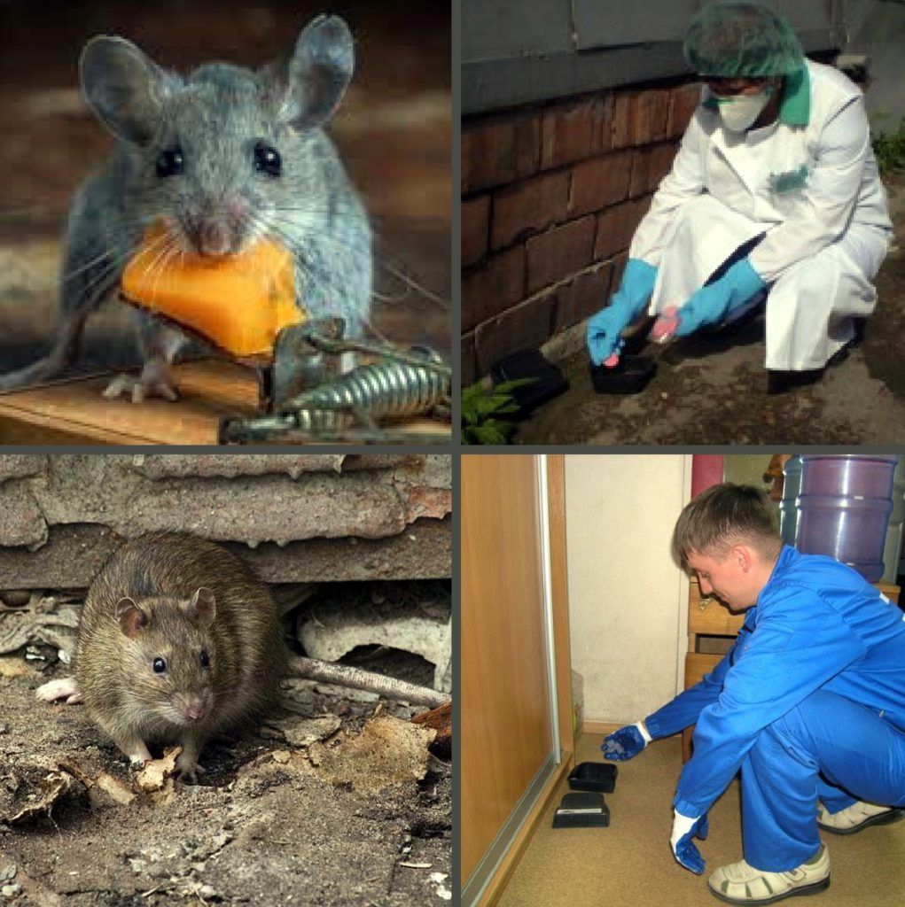 Дезинфекция от грызунов, крыс и мышей в Йошкар-Оле