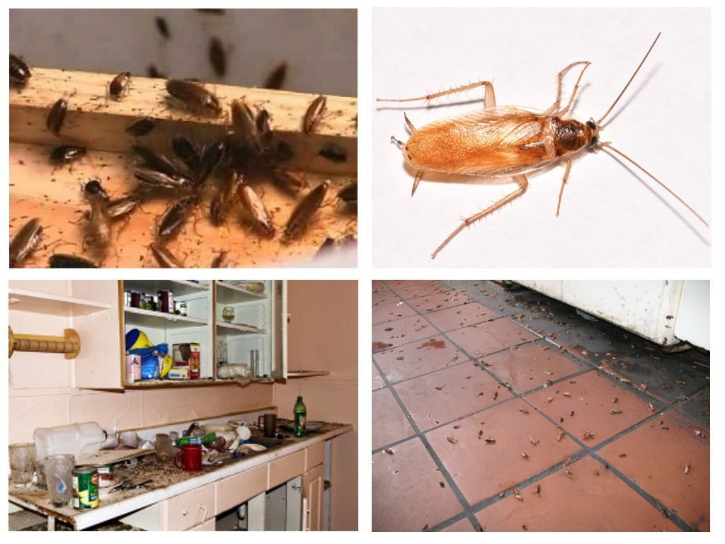 Морить тараканов в квартире в Йошкар-Оле, цены
