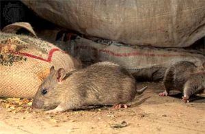 Дератизация от грызунов от крыс и мышей в Йошкар-Оле