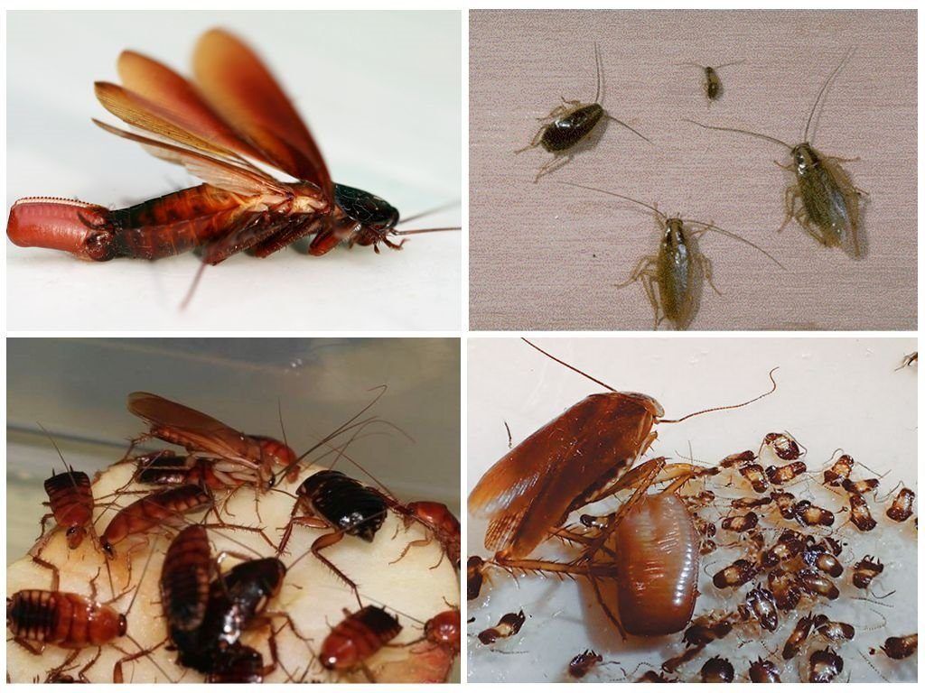 Уничтожение тараканов в квартире в Йошкар-Оле 