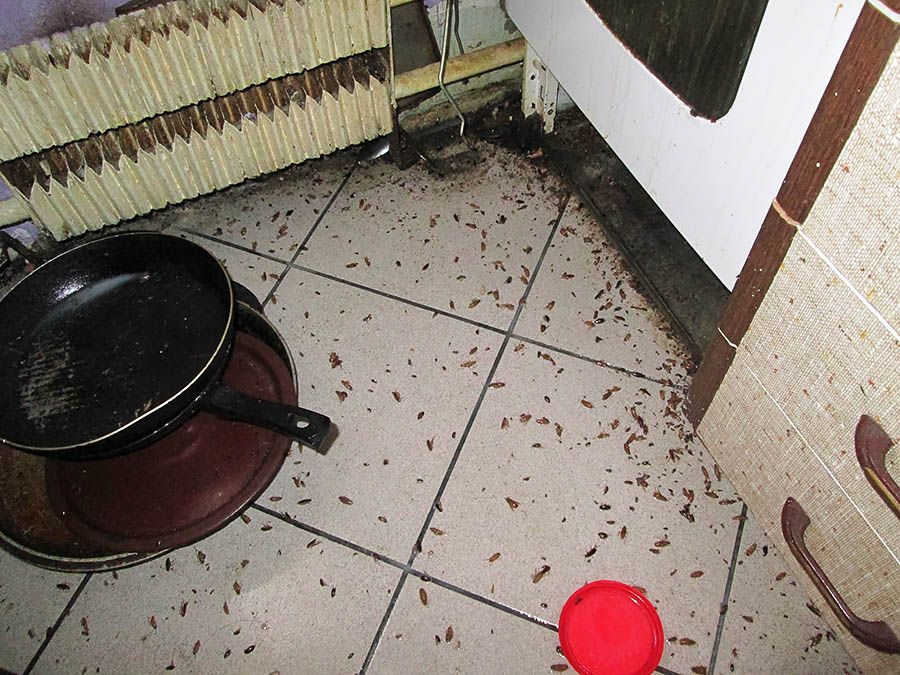 Санэпидемстанция от тараканов в Йошкар-Оле, вызвать, цены